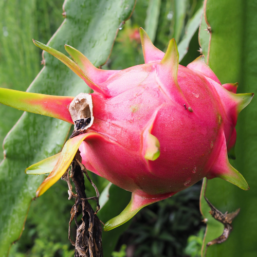 Red Flesh Dragon Fruit