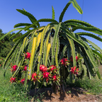Red Flesh Dragon Fruit