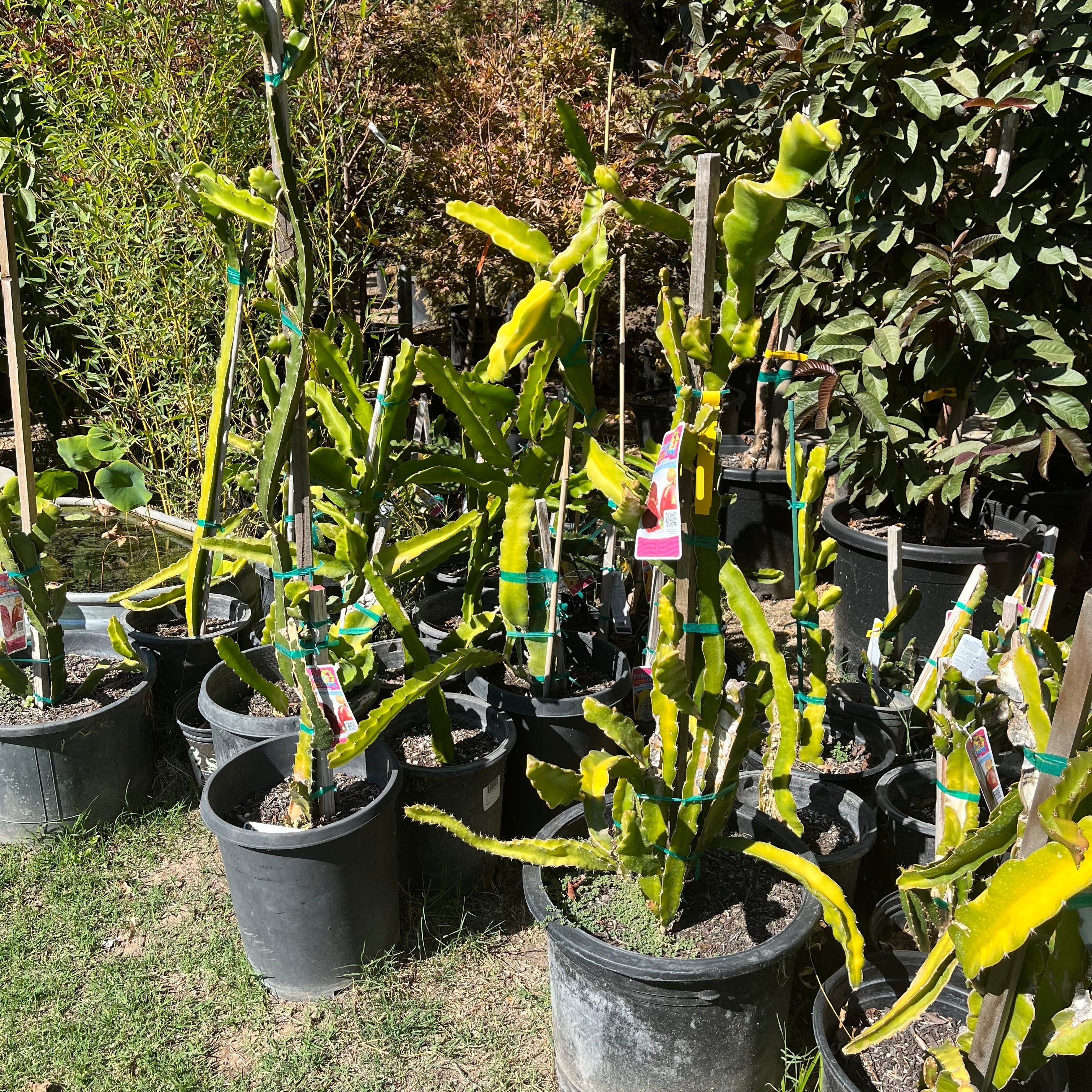 Red Flesh Dragon Fruit