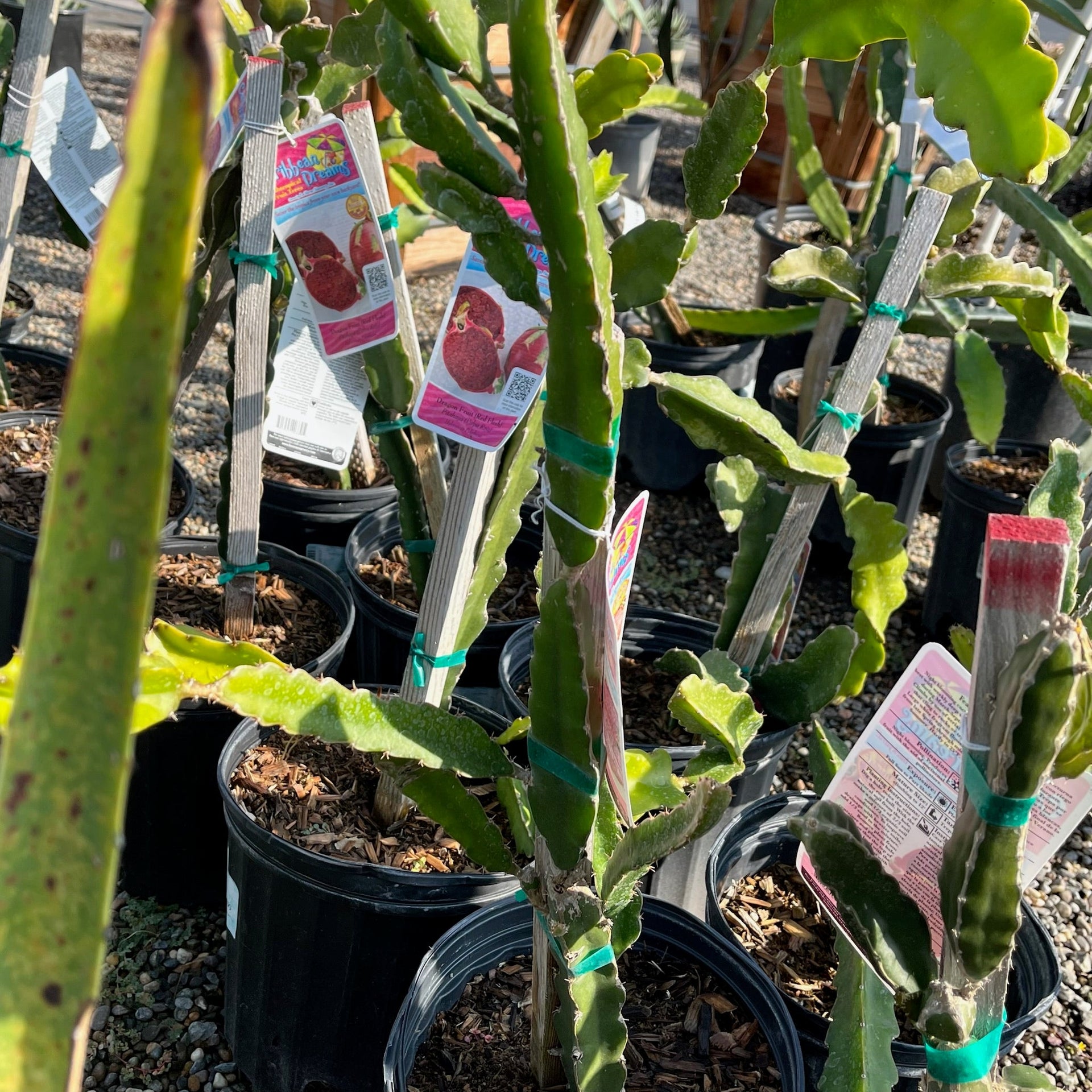 Red Flesh Dragon Fruit