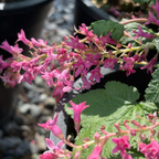 Red  Flowering Currant