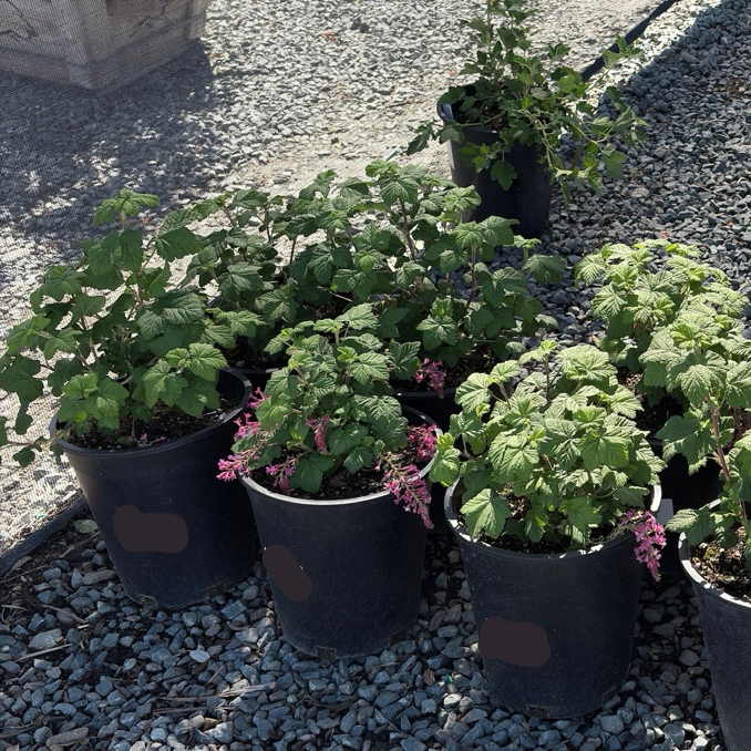 Red  Flowering Currant