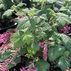 Red  Flowering Currant