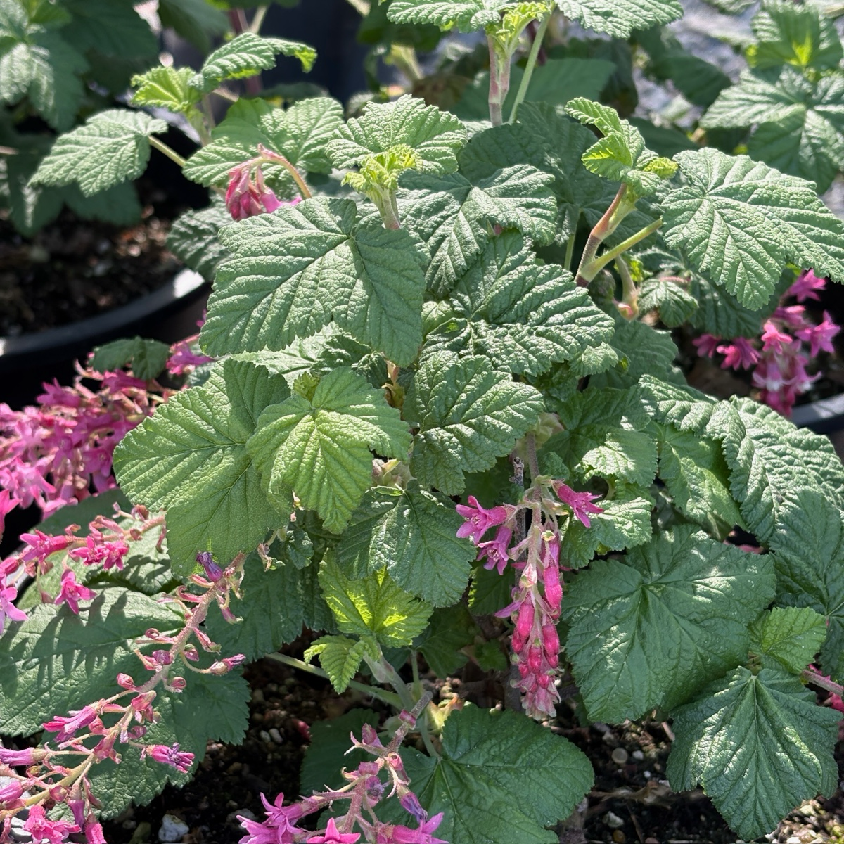 Red  Flowering Currant