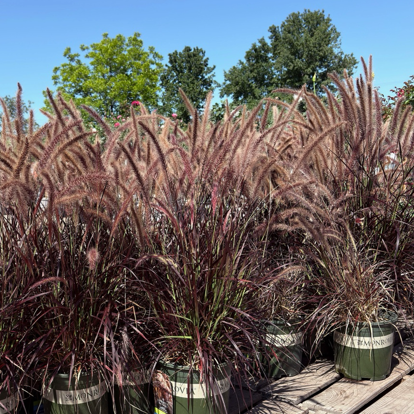 Potted Red Fountain Grass on a wooden platform with trees in the background
