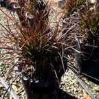 Red Fountain Grass with red and green leaves in a garden setting