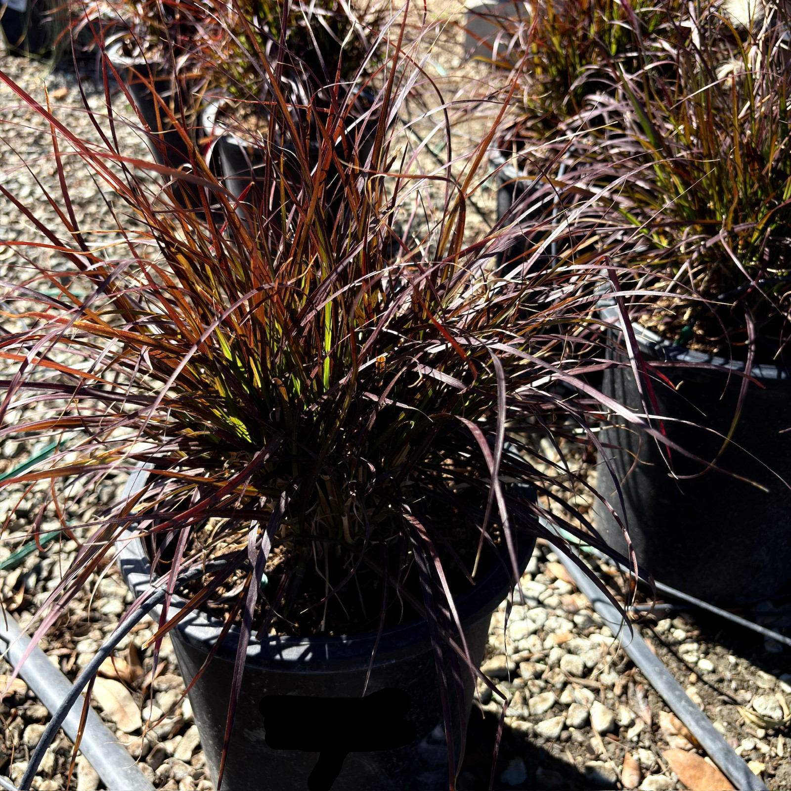 Red Fountain Grass with red and green leaves in a garden setting