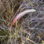 Close-up of Red Fountain Grass with a blurred natural background