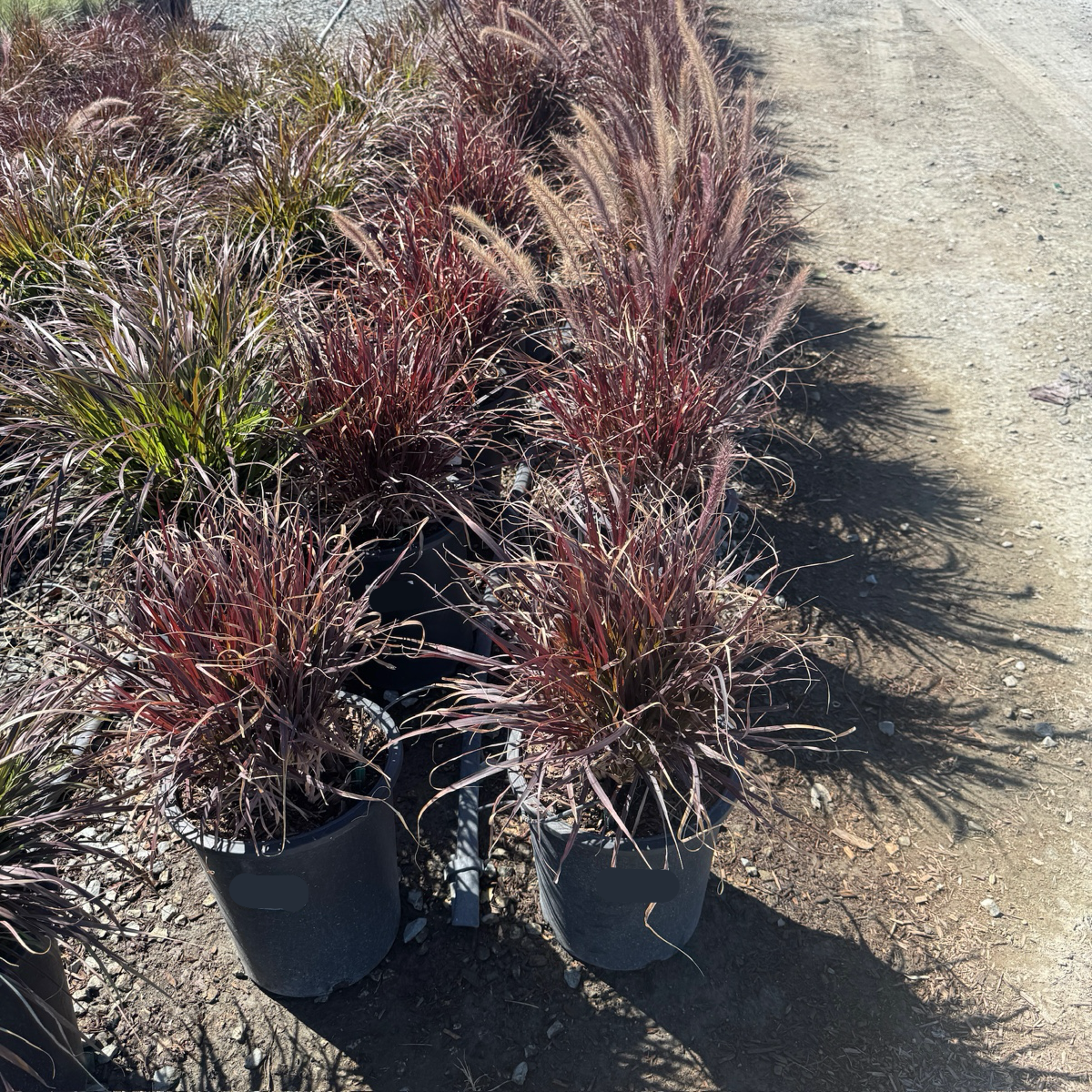 Red Fountain Grass