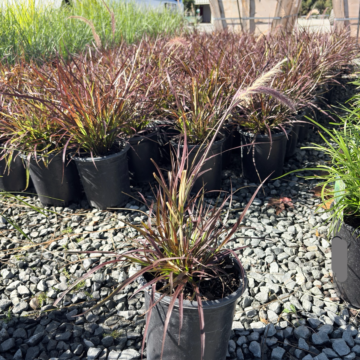 Red Fountain Grass