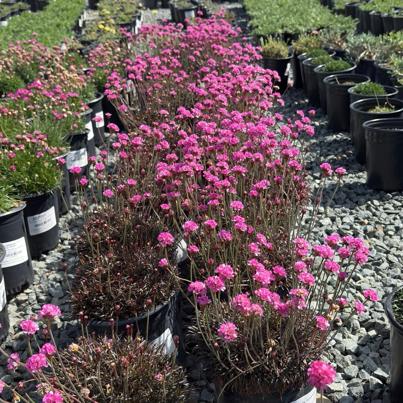 Row of potted Red Leaf Thrift with pink flowers in a nursery setting