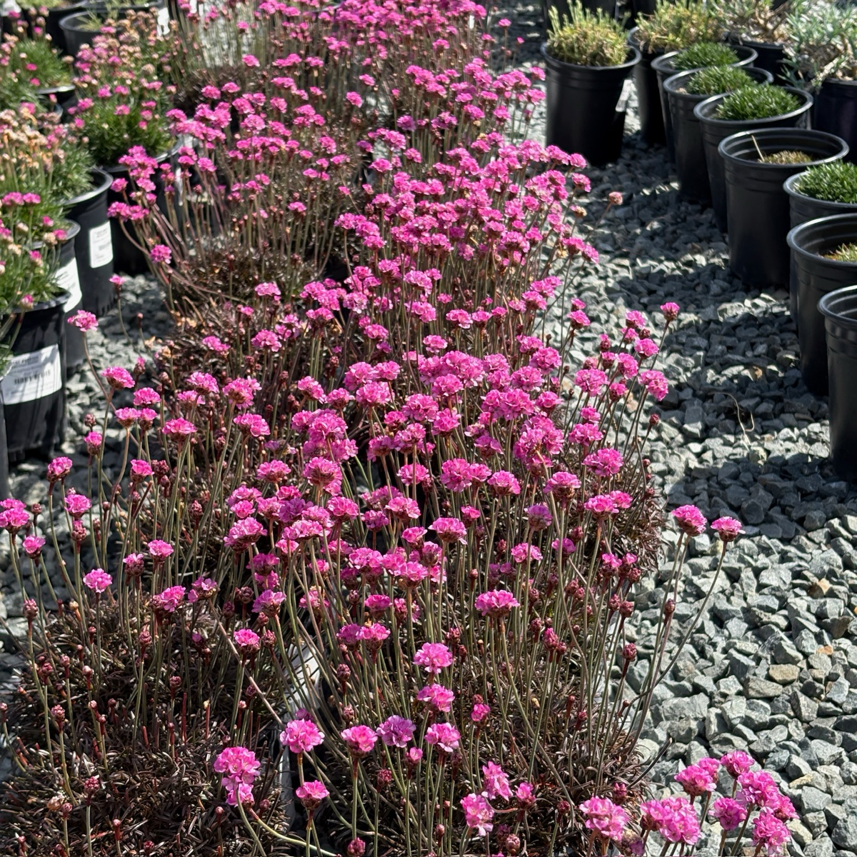 Row of pink flowering Red Leaf Thrift plants in pots on a gravel surface
