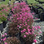 Row of potted Red Leaf Thrift with pink flowers in a nursery setting