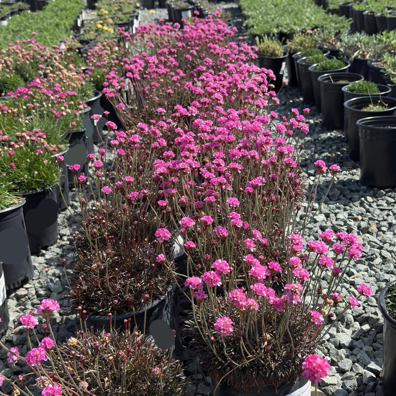 Row of potted Red Leaf Thrift with pink flowers in a nursery setting