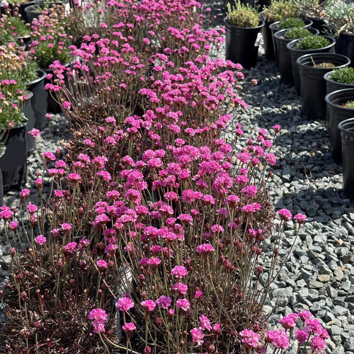Row of pink flowering Red Leaf Thrift plants in pots on a gravel surface