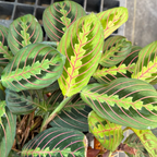 Close-up of Red Prayer Plant with red veins.