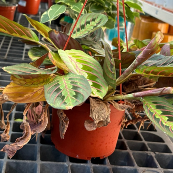 red maranta prayer plant Red Prayer Plant