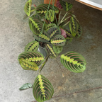 Red Prayer Plant with red veins on a concrete floor