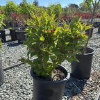 Red Prince Weigela