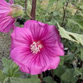 Red Rum Tree Mallow