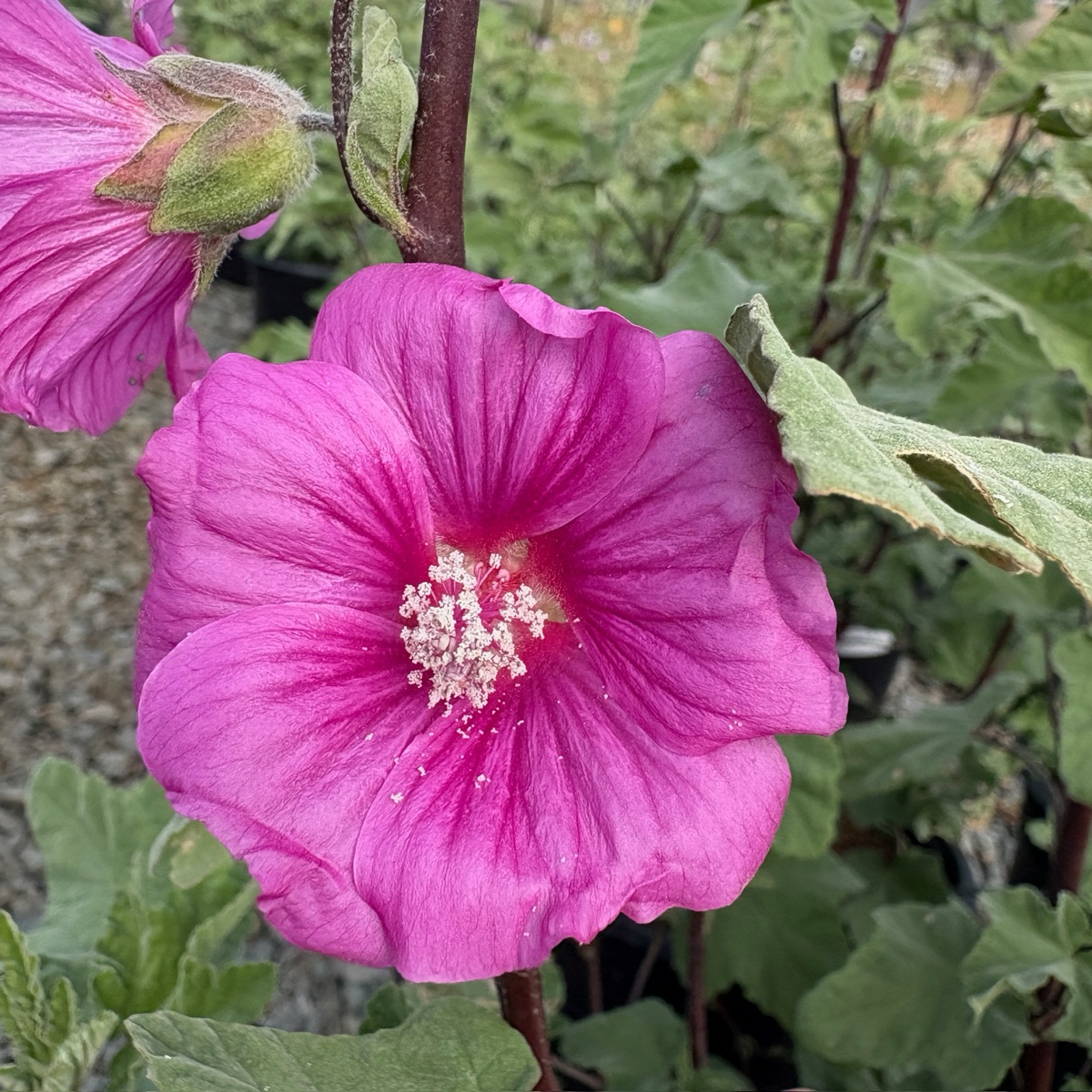 Red Rum Tree Mallow