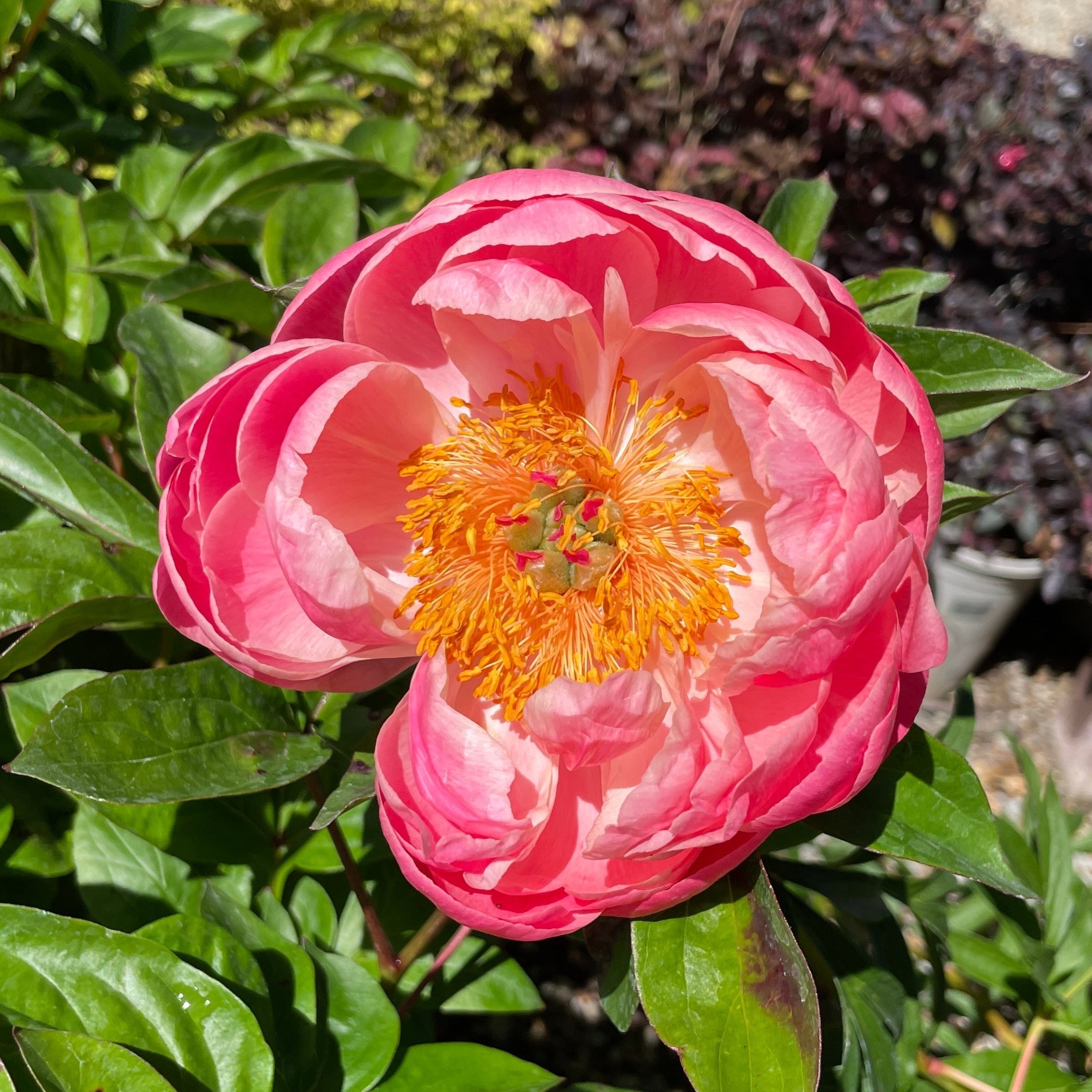 Red Sarah Bernhardt Peony