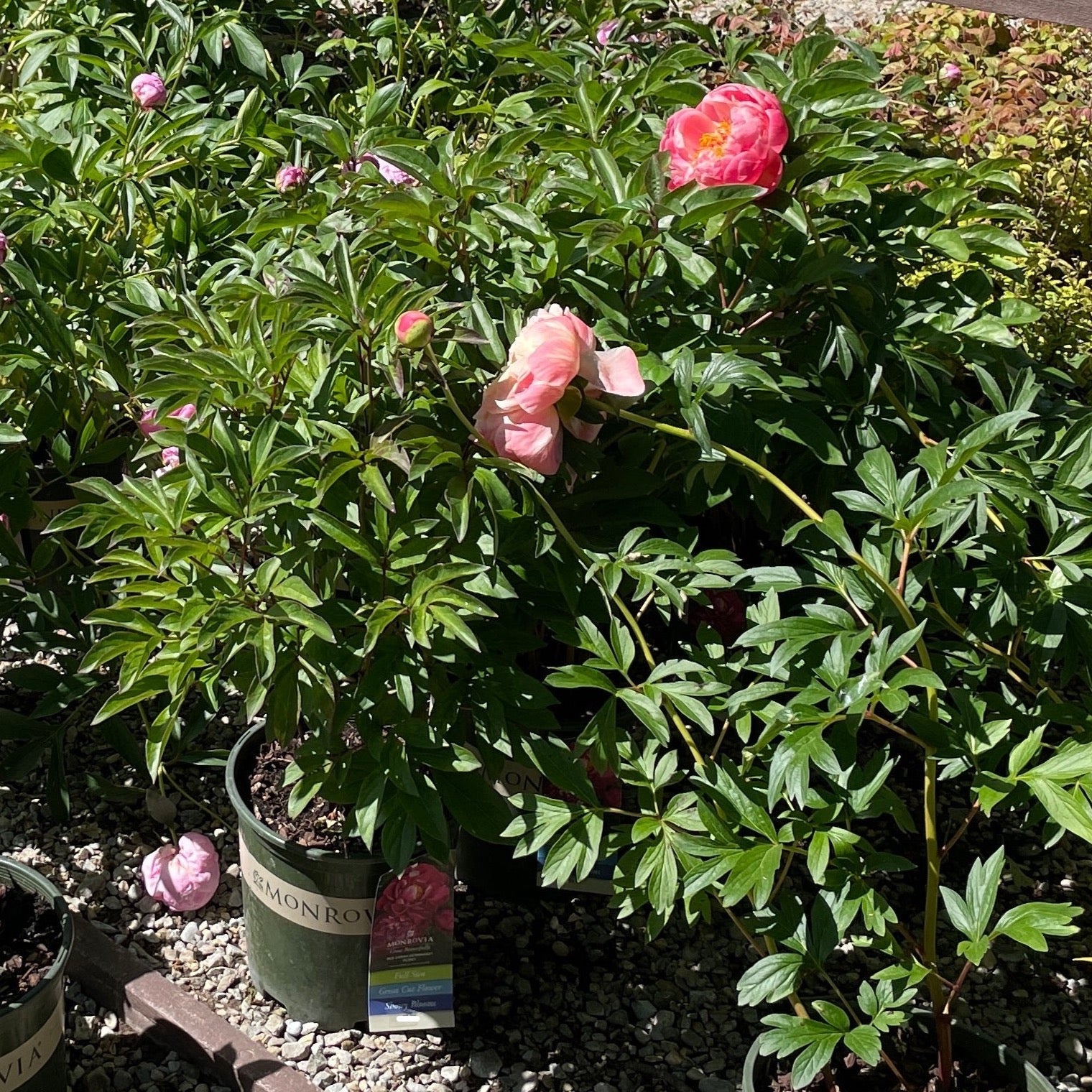 Red Sarah Bernhardt Peony