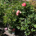 Red Sarah Bernhardt Peony