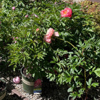 Red Sarah Bernhardt Peony