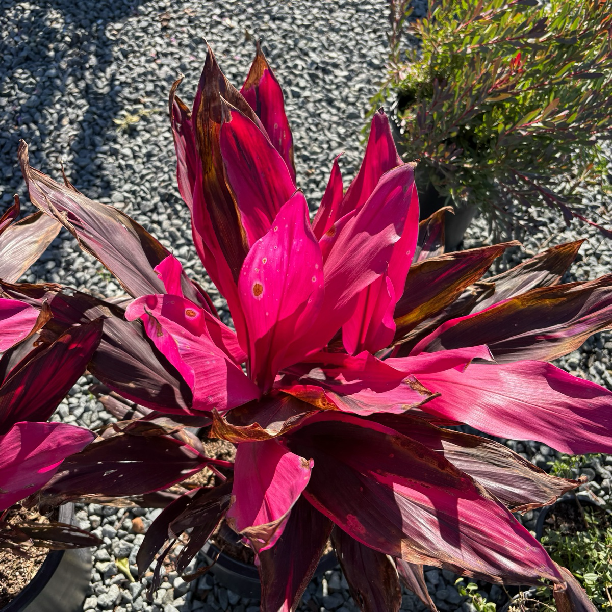Red Sister Cordyline