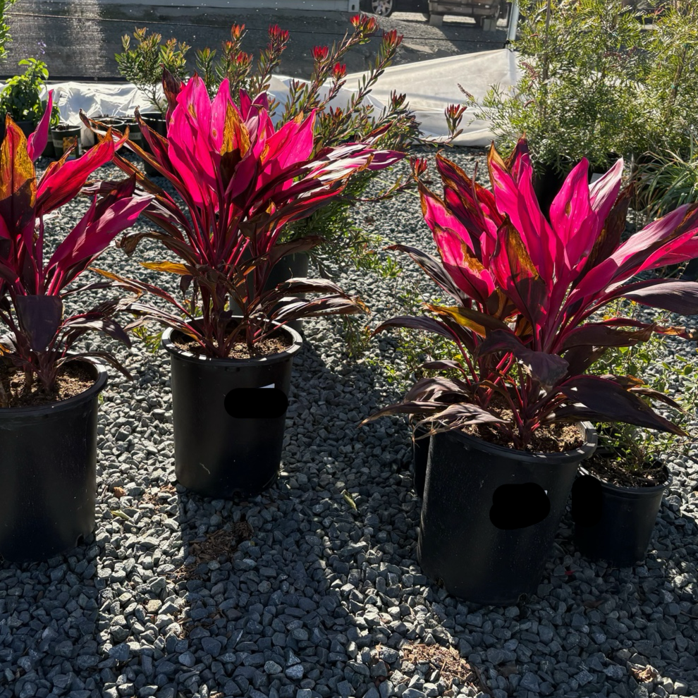 Red Sister Cordyline