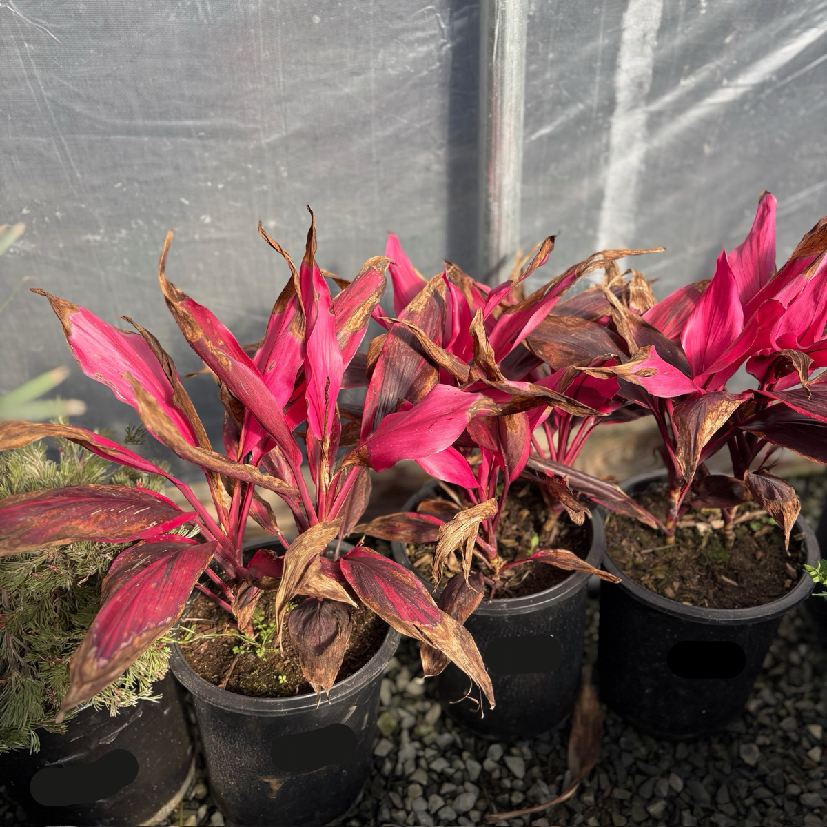 Red Sister Cordyline
