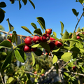 Red Strawberry Guava