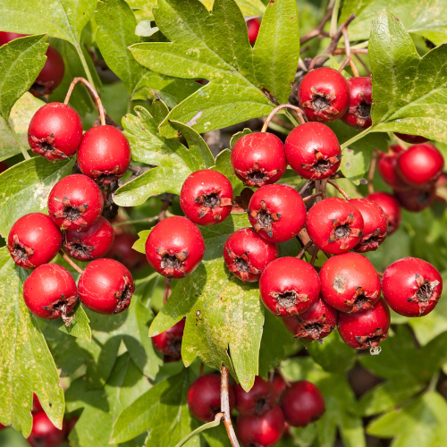 Red Sun Chinese Hawthorn