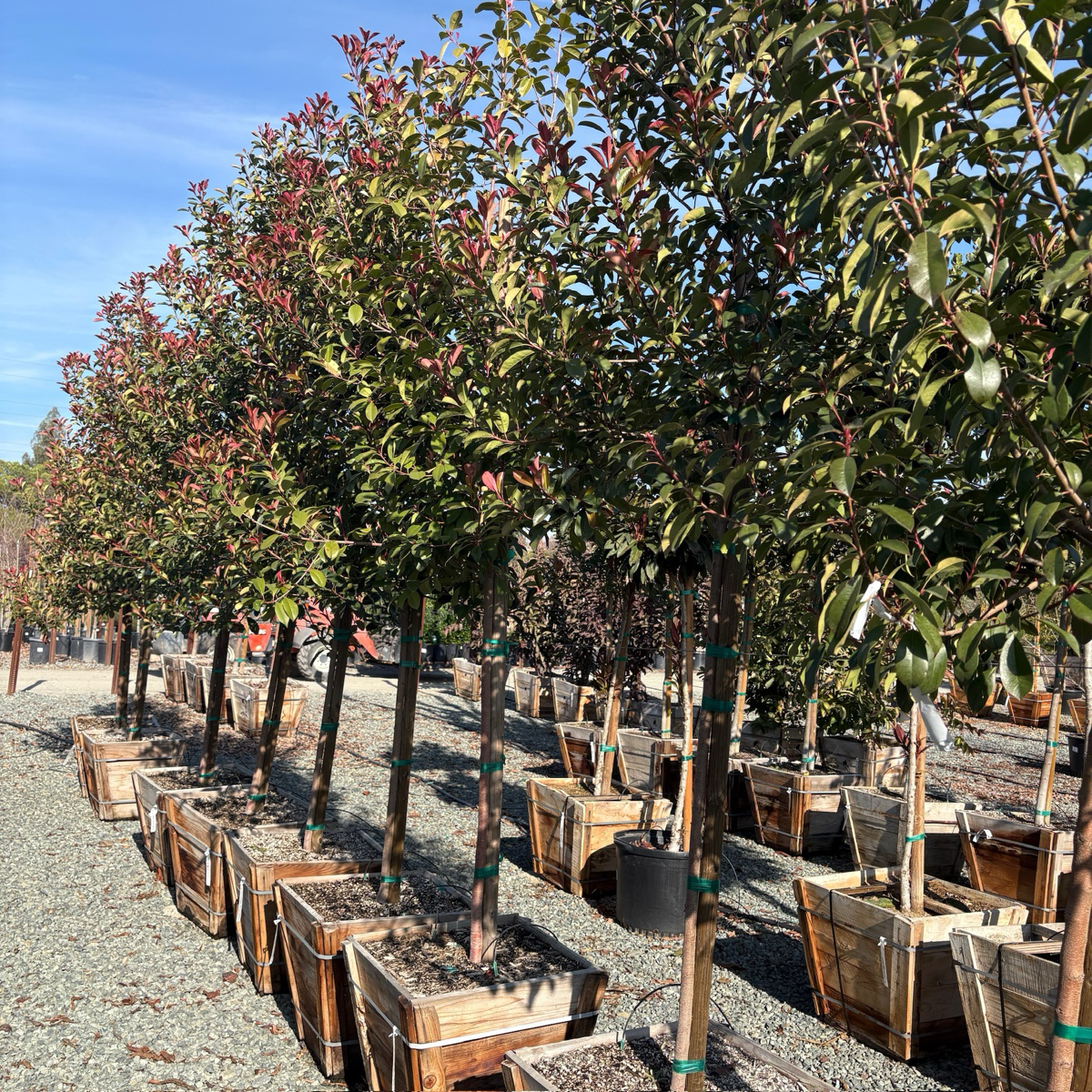 red photinia Red Tip Photinia – Victory Nursery