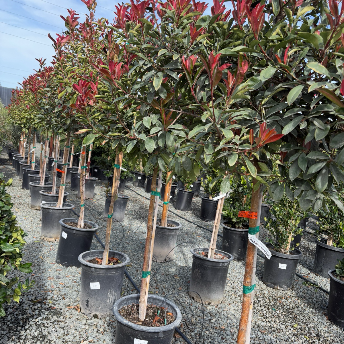 Red Tip Photinia
