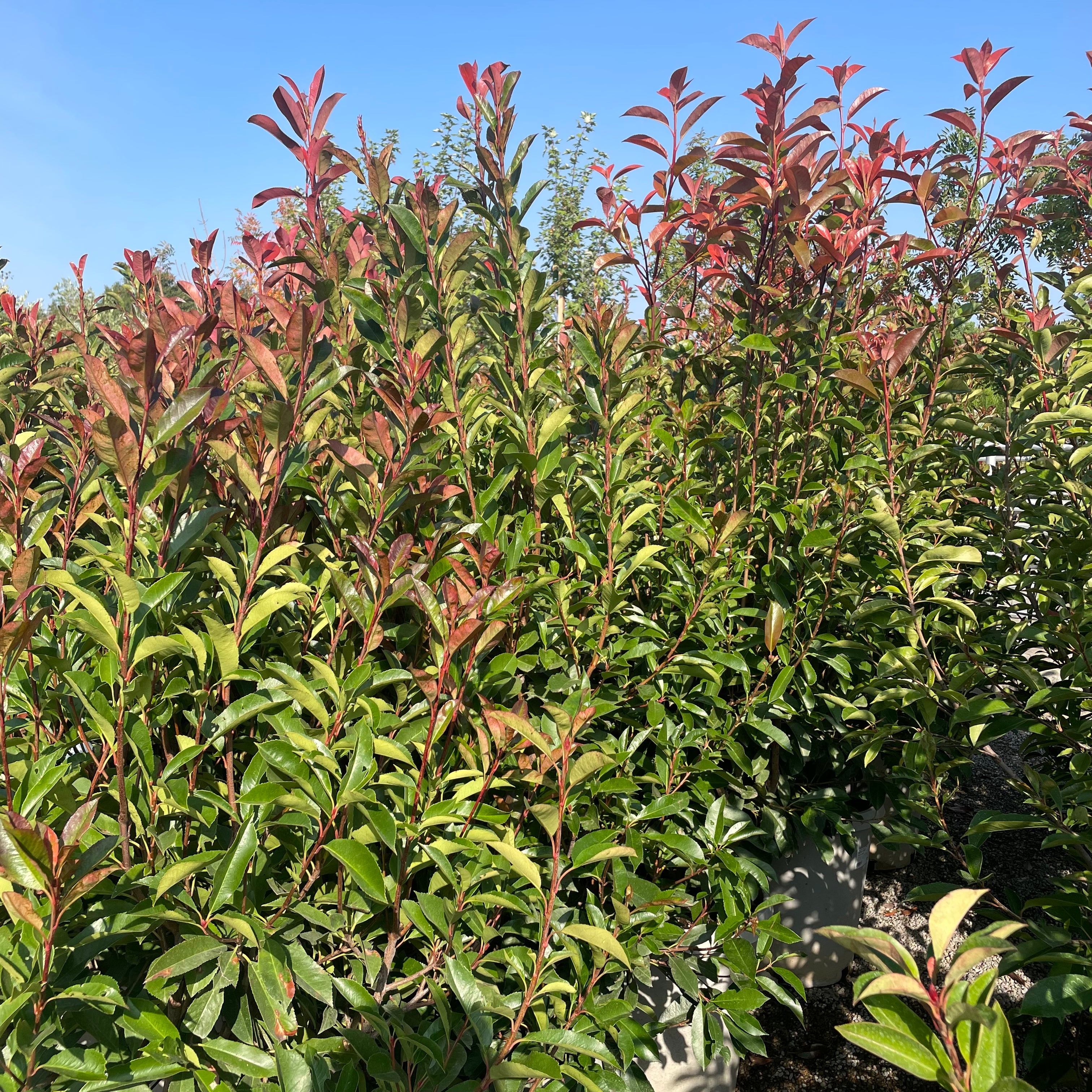 Red Tip Photinia