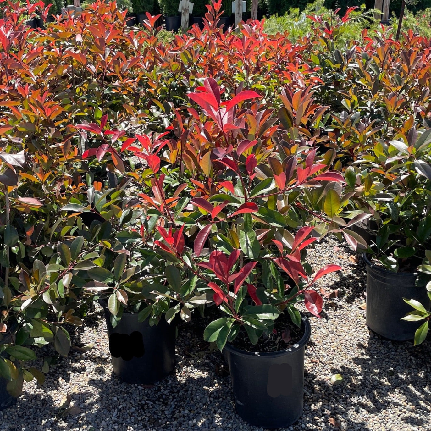 Red Tip Photinia – Victory Nursery