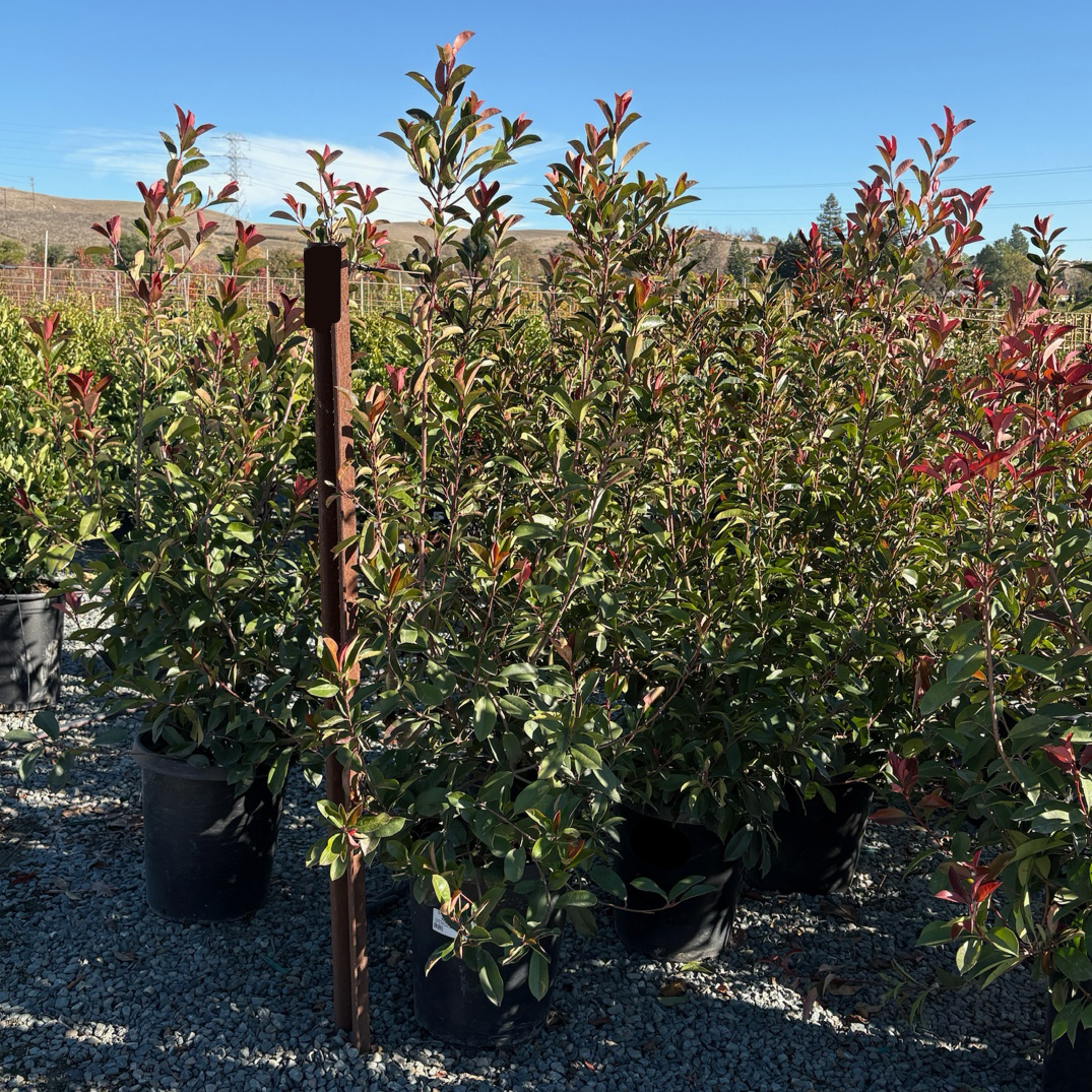 Red Tip Photinia – Victory Nursery