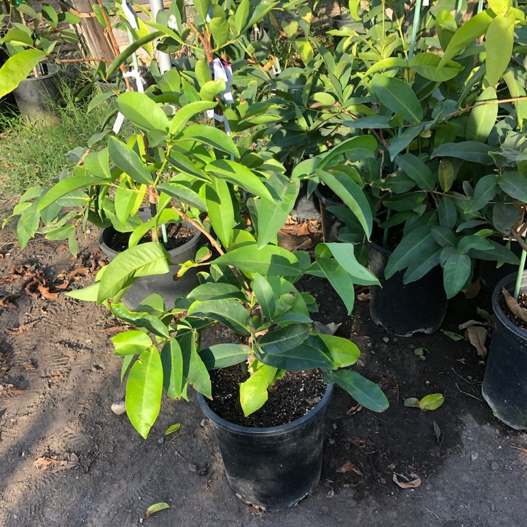 Potted Red Wax Apple plants in a garden setting with green leaves and black pots.
