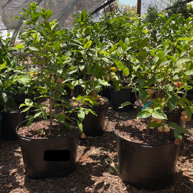Potted Red Wax Apple plants in a greenhouse setting