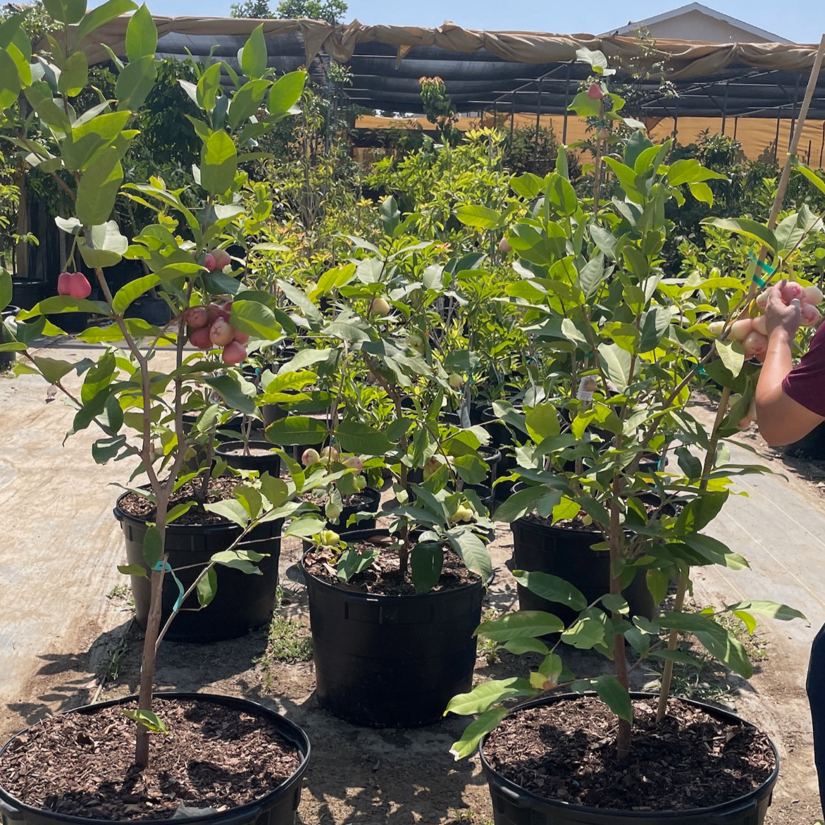 Potted Red Wax Apple plants with small fruits in a garden setting