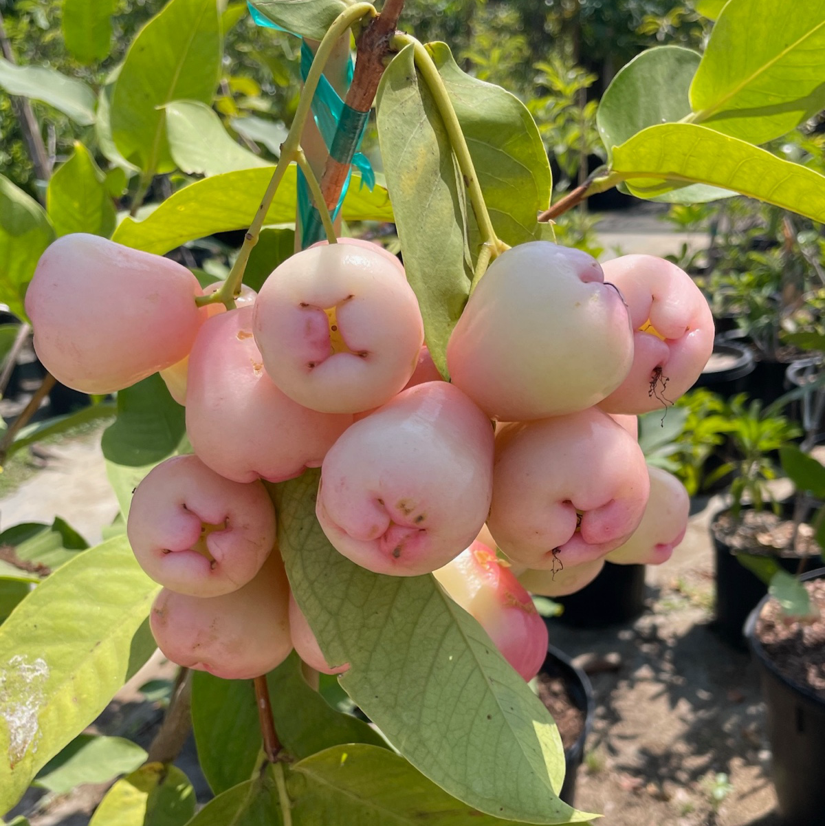 Bunch of pink fruits on a Red Wax Apple tree branch with green leaves