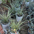 Red Yucca