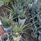 Red Yucca