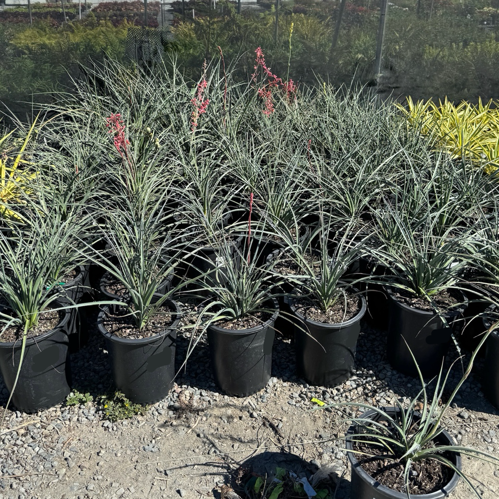 Red Yucca