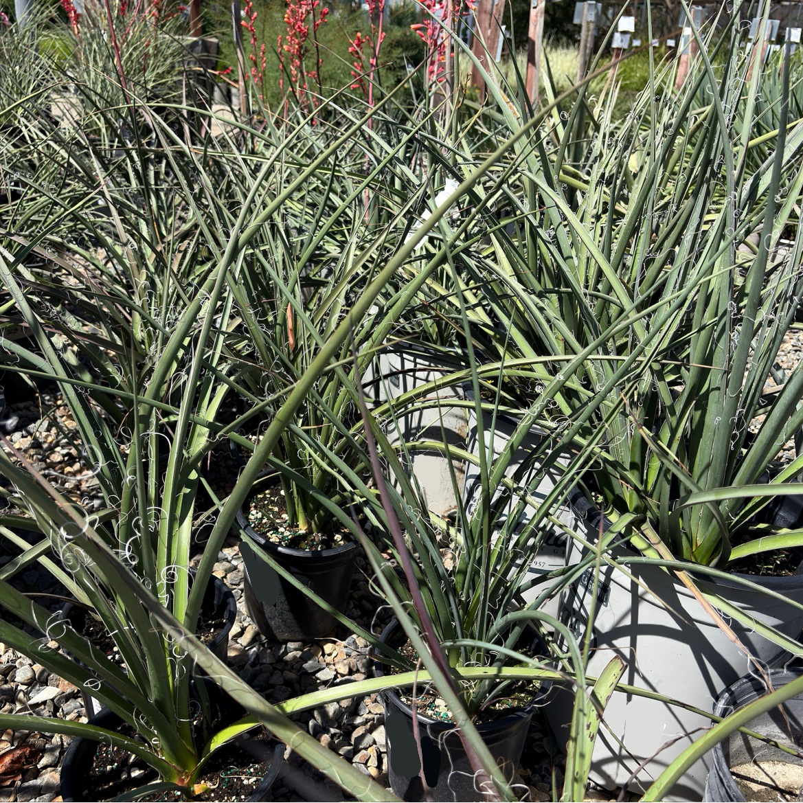 Red Yucca