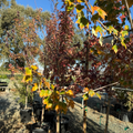 Redpointe ®Red Maple