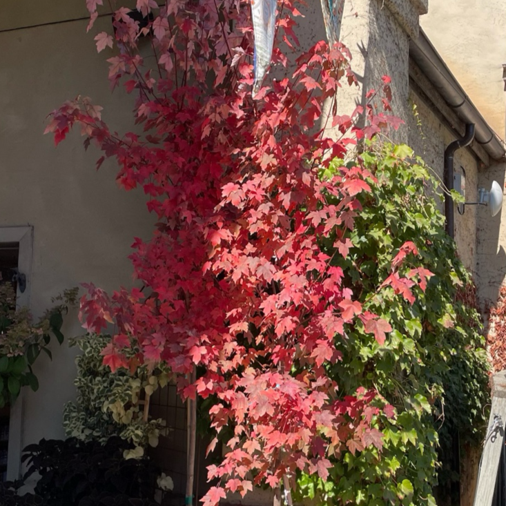 Redpointe ®Red Maple