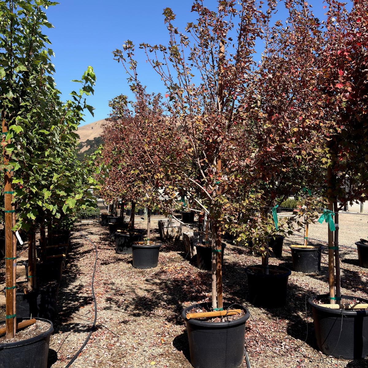Redpointe Red Maple
